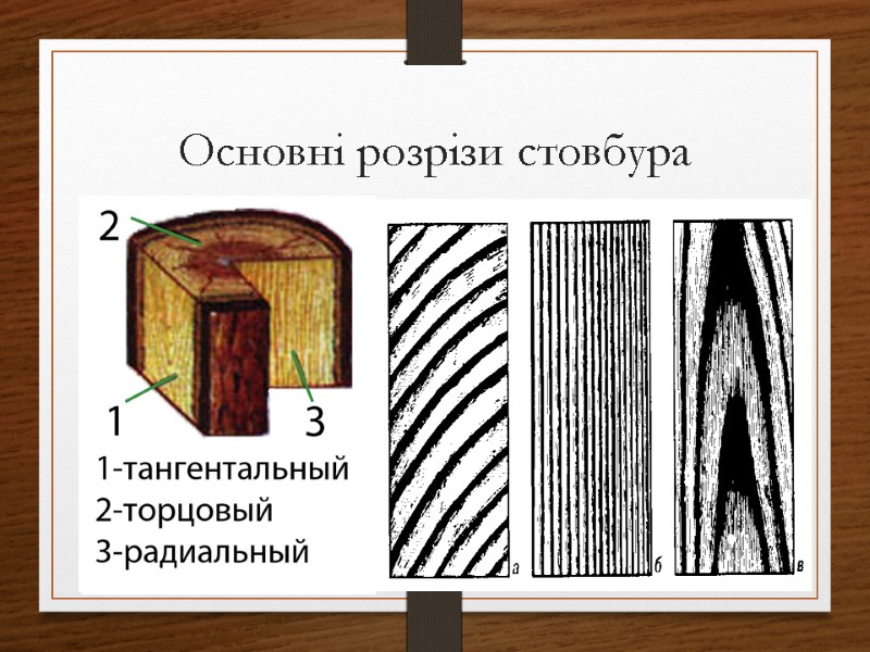 Основні розрізи стовбура